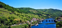 Viñedos de Mencía en la Ribeira Sacra, en las laderas del río Miño
