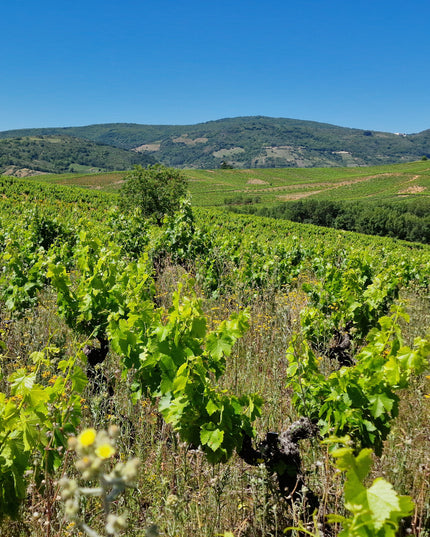 Una vista de un viñedo de José A. García en El Bierzo