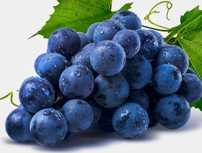 Racimo de uvas tintas de Pinot Noir recién cortado, las uvas todavía tienen un poco de rocío.