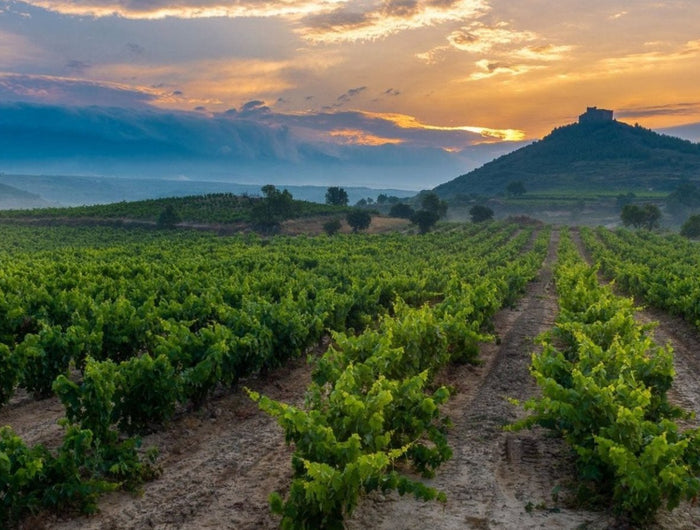 Viñedo en La Rioja al atardecer, con el cielo pintado de tonos cálidos y montañas al fondo