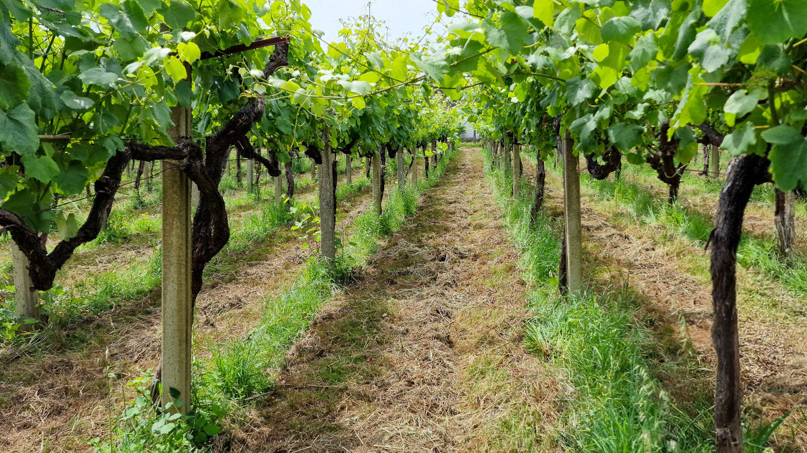Viñedos de la bodega Adega do Vimbio en Galicia