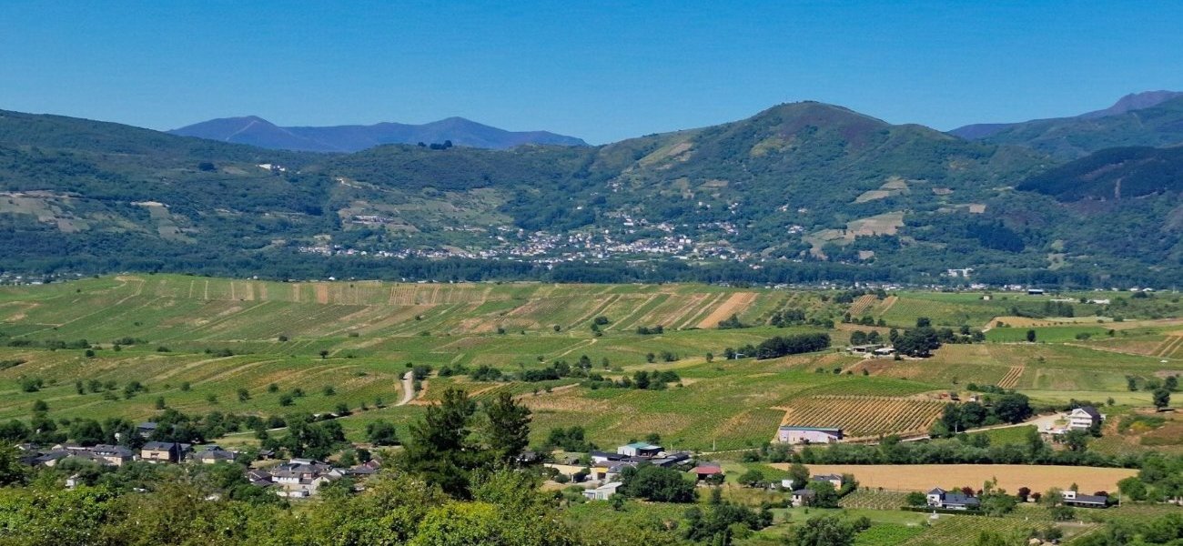 Viñas viejas entre Valtuille y Corullón en El Bierzo