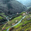 Viñedos verdes en las laderas de montaña con casas rurales en Galicia, al pie de las laderas pasa un rio.