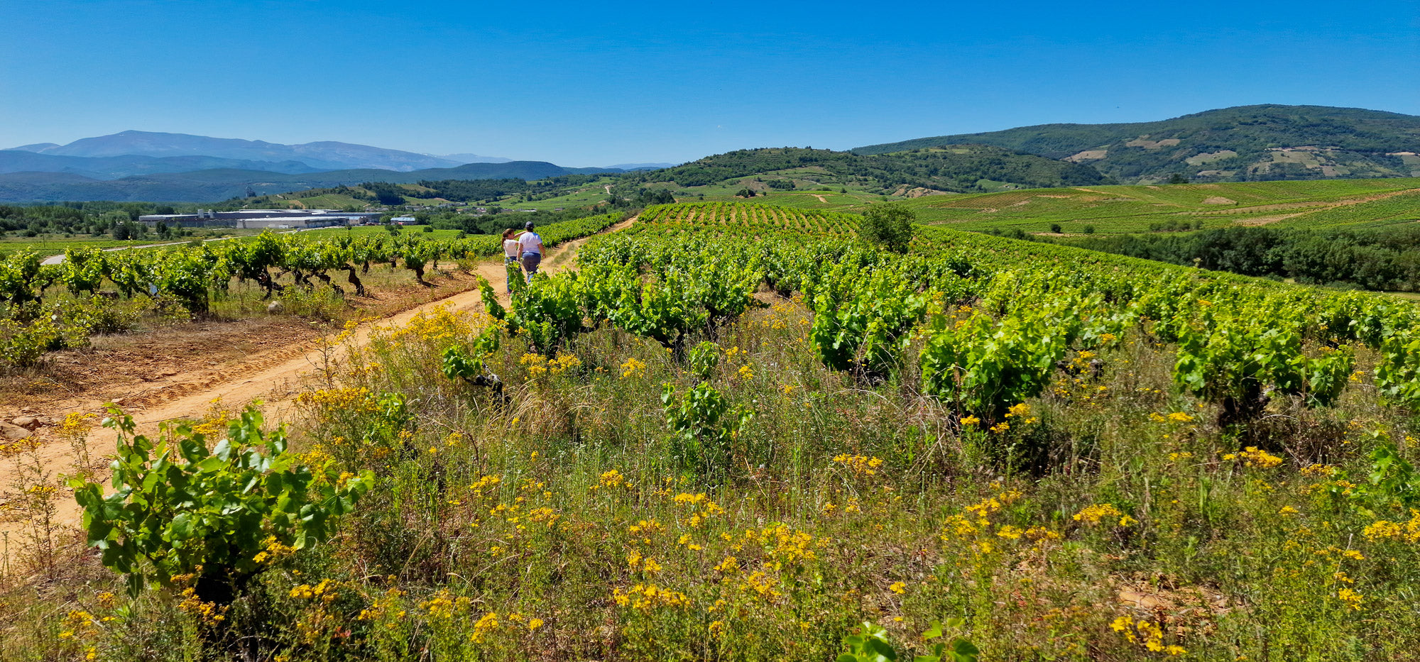 Viñedos Orgánicos de Mencía y Godello de viñas viejas en el Bierzo, la parcela más grande del mundo en una sola pieza.Julia y Ángela.