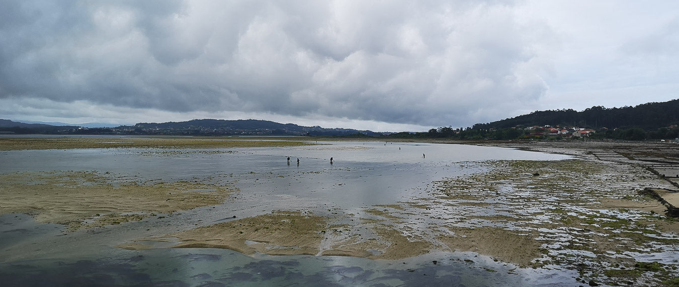 Marea baja en Galicia y mariscadoras recolectando marisco de forma artesanal.