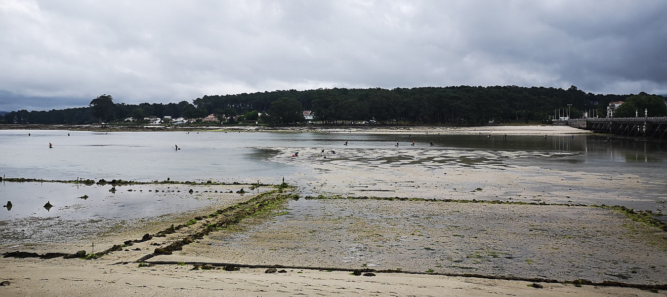 Marea baja en Galicia con mariscadoras recogiendo marisco de forma artesanal.