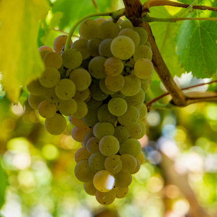 Racimo de uvas Albariño colgado de una vid en una parra.