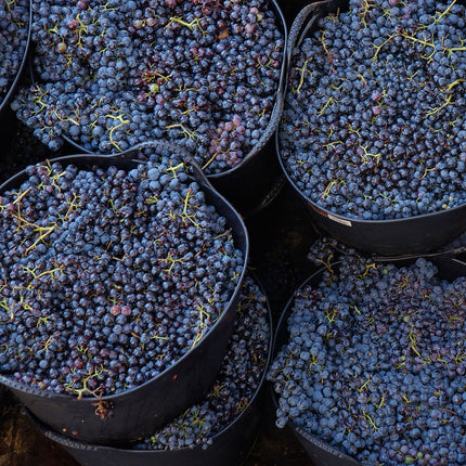 Capachos llenos de uvas Caiño tinto recién vendimiadas.