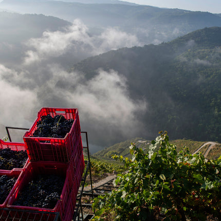 Cajas rojas llenas de uvas en un viñedo empinado en la Ribeira Sacra con vistas a el río cubierto de niebla.