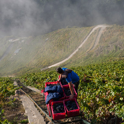 Trabajador en viñedo recolectando uvas de Mencía en cajas rojas, en una ladera empinada en la Ribeira Sacra.