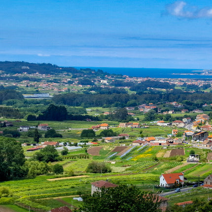 Paisaje de Rías Baixas con viñedos y casas bajo un cielo despejado.