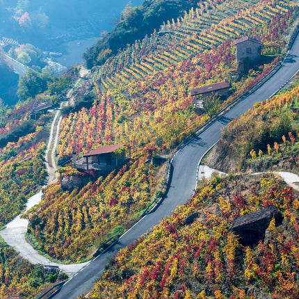 Viñedos en terrazas con colores otoñales y caminos serpenteantes en una ladera en la Ribeira Sacra.