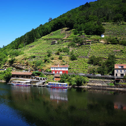 Vista de un viñedo en ladera sobre el rio Miño en la Ribeira Sacra, el cielo esta azul.