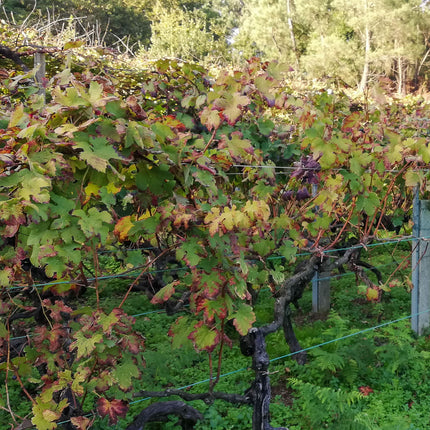 Un viñedo a principio de otoño, empezando sus hojas a cambiar de color, hacia colores anaranjados.