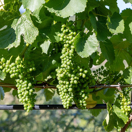 Uvas ecológicas de Godello colgando de un viñedo, las uvas están verdes.