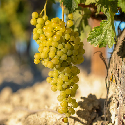 Un racimo de uvas Palomino colgando de un viñedo sobre un suelo blanco de albariza en el Marco de Jerez.