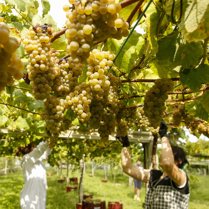 Mujeres recolectando uvas, de un viñedo en parra de Albariño en las Rias Baixas.