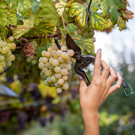 unas uvas ecológicas de Albariño son cortadas con una tenaza en un viñedo.