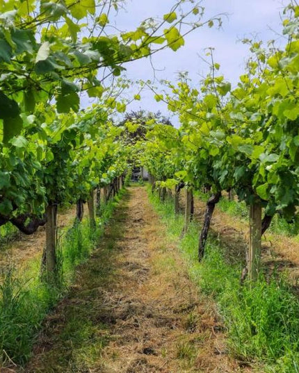 Filas de viñedos verdes en Adega do Vimbio, con un camino central y cielo despejado.