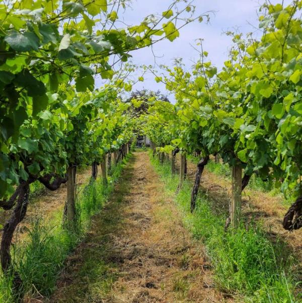 Filas de viñedos verdes en Adega do Vimbio, con un camino central y cielo despejado.