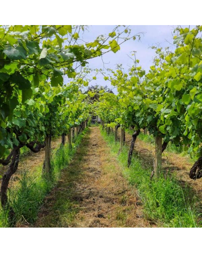 Filas de viñedos verdes en Adega do Vimbio, con un camino central y cielo despejado.