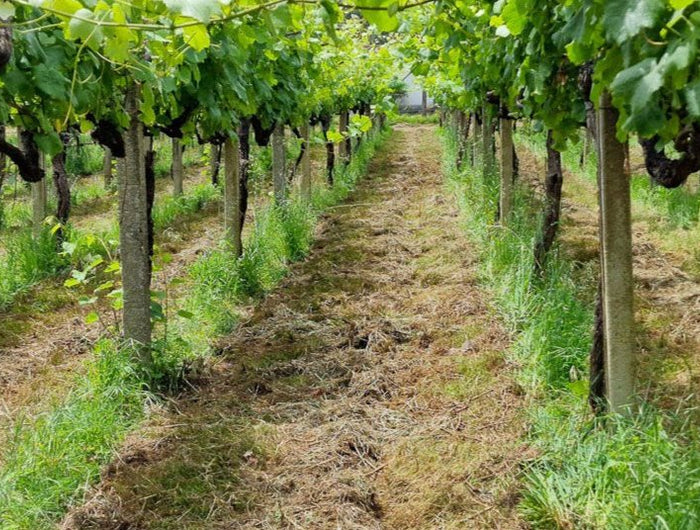 Hilera de cepas de  un viñedo ecológico Gallego en las Rias Baixas. El viñedo se ve muy sano y con bastante vegetación.