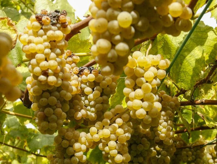 Racimos de uvas albariño doradas y maduras en la vid, iluminados por la luz del sol.