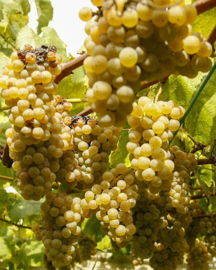 Racimos de uvas albariño doradas y maduras en la vid, iluminados por la luz del sol.