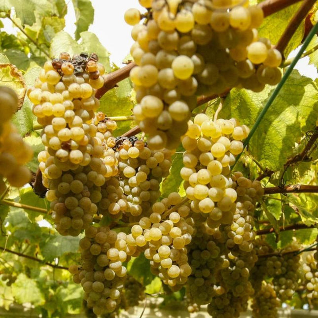 Racimos de uvas albariño doradas y maduras en la vid, iluminados por la luz del sol.