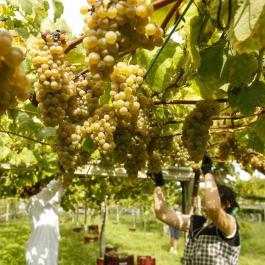 Unas mujeres vendimiando uvas de Albariño en un viñedo en forma de parra en Galicia.