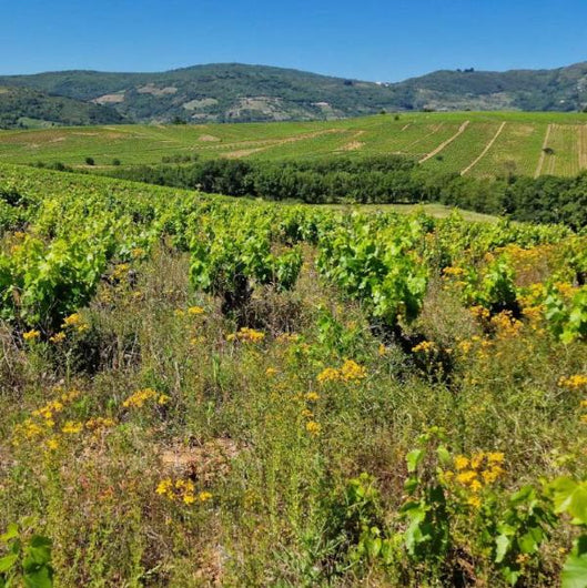 Panorámica de un viñedo orgánico en vaso, con unas colinas al fondo en Valtuille.