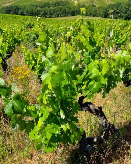 Viñedo con vides de cultivo orgánico en Valtuille, con filas ordenadas y un paisaje verde que se extiende hasta el horizonte.