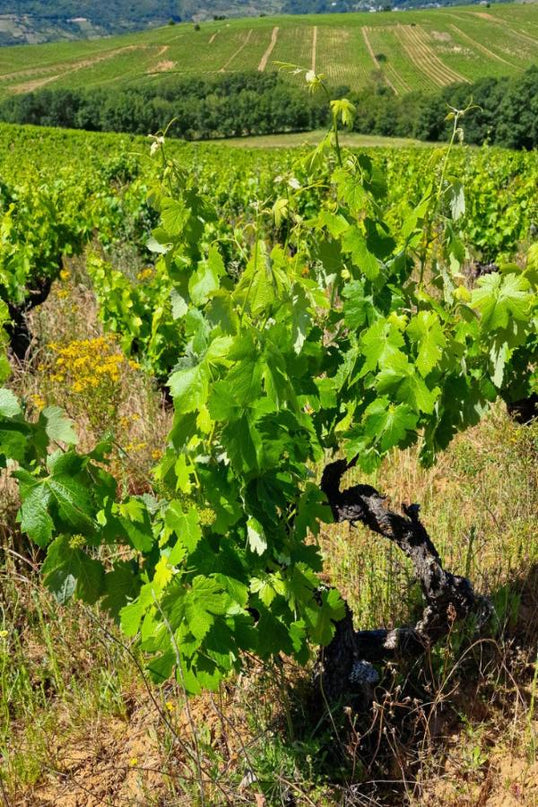 Viñedo con vides de cultivo orgánico en Valtuille, con filas ordenadas y un paisaje verde que se extiende hasta el horizonte.