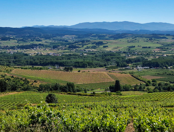 Panorámica de la Milla de Oro en El Bierzo con las montañas al fondo-26