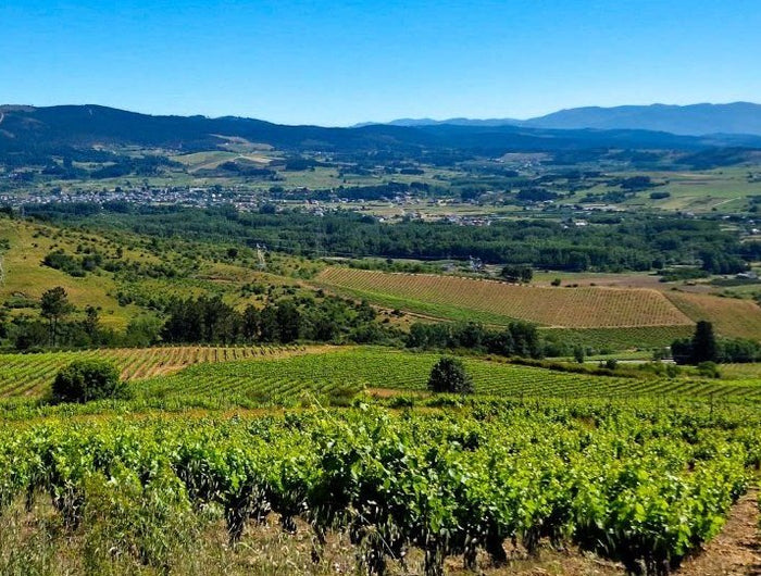 Panorámica de los viñedos orgánicos de José Antonio Garcia en el Bierzo, con las montañas al fondo en un día soleado.  