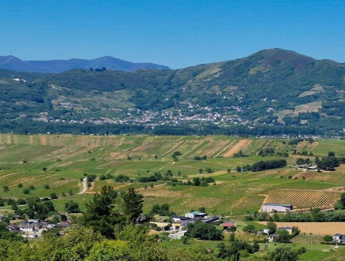 Panorámica de un viñedo ecológico de viñas viejas en Valtuille con las montanas al fondo.