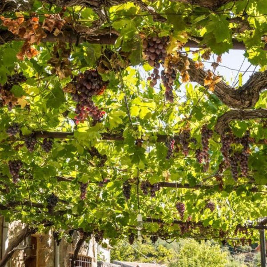 Viñedo con uvas maduras tintas colgando de las parras, formando un techo verde y frondoso.