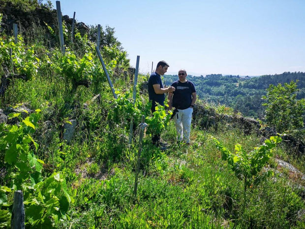 Emilio y Jorge están en un viñedo ecológico de Adega Saiñas en la Ribeira Sacra.