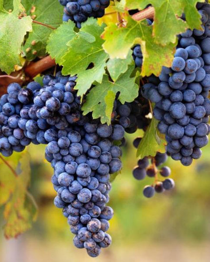 Uvas tintas orgánicas maduras colgando de un viñedo Gallego.