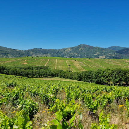 Una panorámica de la milla de oro en el Bierzo
