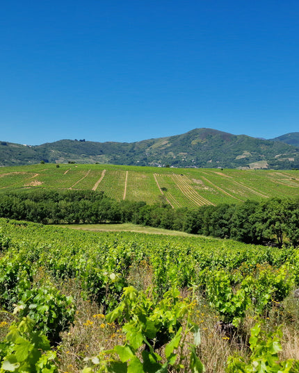 Una panorámica de la milla de oro en el Bierzo