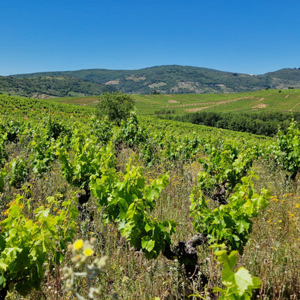 Una vista de un viñedo de José A. García en El Bierzo