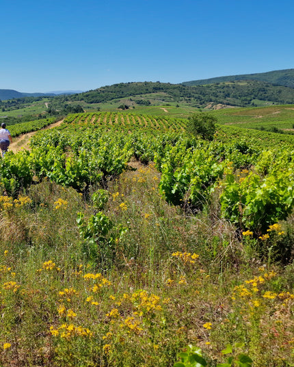 Una visita con Julia a la bodega de José A. García en el Bierzo
