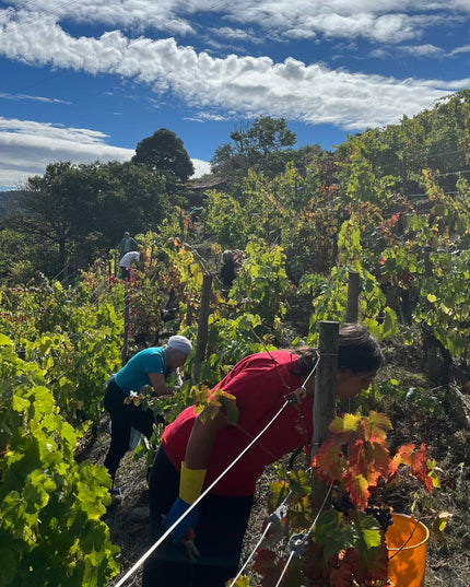 Un grupo de personas haciendo la vendimia en la bodega Lagares de Clarabal en una mañana soleada