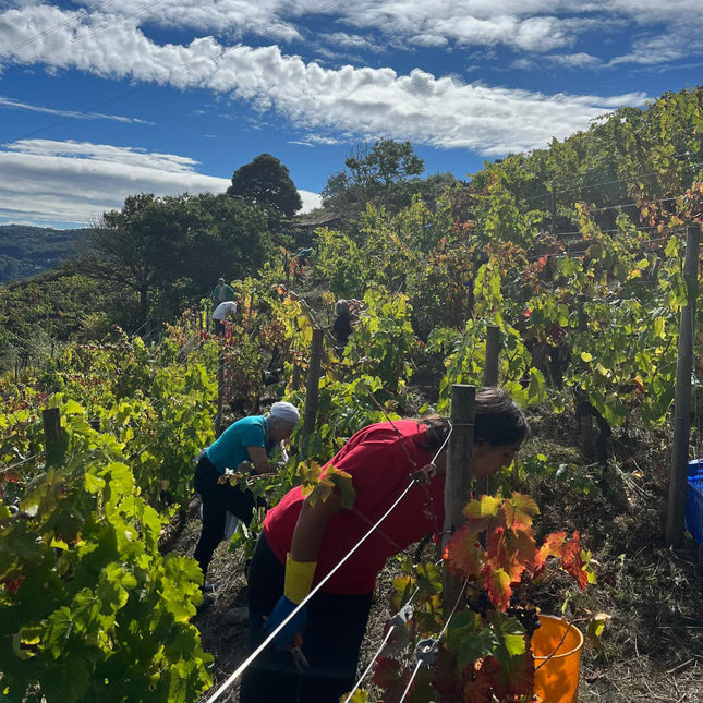 Un grupo de personas haciendo la vendimia en la bodega Lagares de Clarabal en una mañana soleada