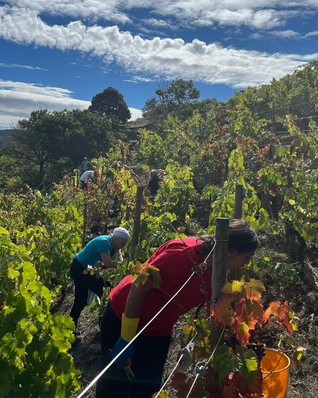 Un grupo de personas haciendo la vendimia en la bodega Lagares de Clarabal en una mañana soleada