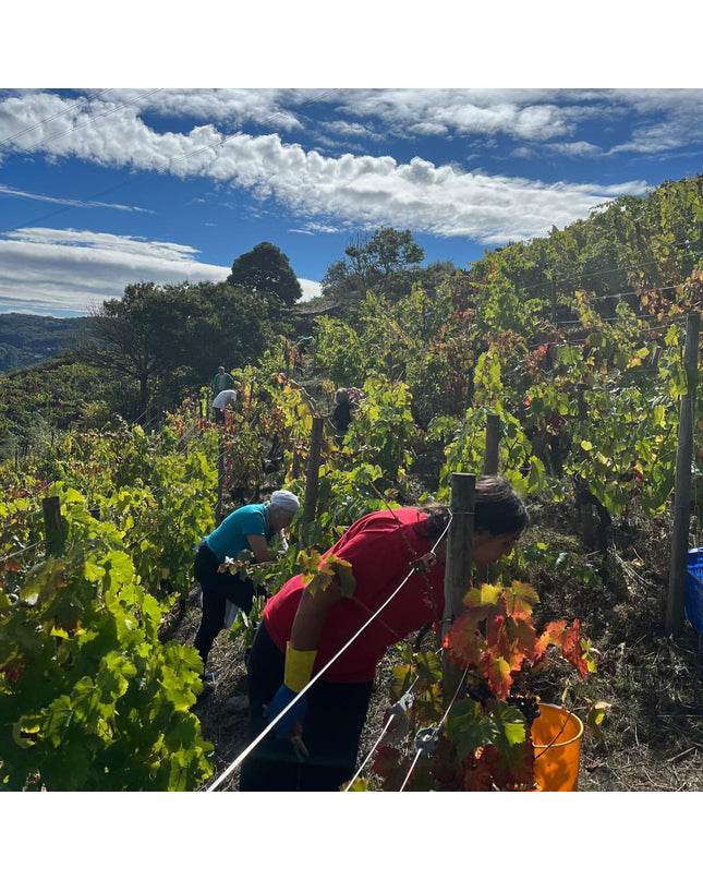 Un grupo de personas haciendo la vendimia en la bodega Lagares de Clarabal en una mañana soleada
