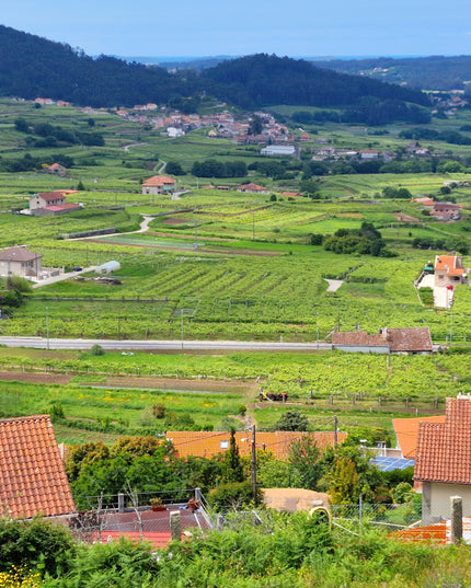 Unos viñedos en el val do Salnés en las Rías Baixas
