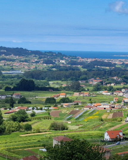 Unos viñedos en el val do Salnés en las Rías Baixas, con el mar al fondo en un día soleado