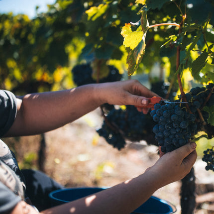 Cortando uvas de Mencía durante la vendimia en Adega Saiñas en Galicia